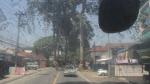 200 year old giant gum trees on the Chiang Mai Lamphun road
