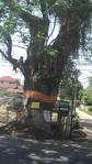 200 year old giant gum tree on the Chiang Mai Lamphun road